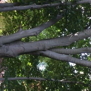 Meet your Posher, Mona